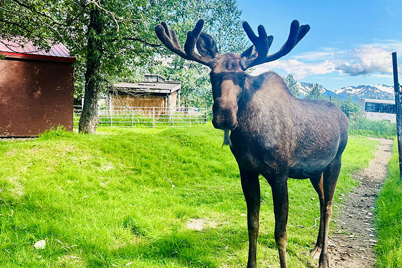Holland_America_viert_samenwerking_met_AWCC_met_eland