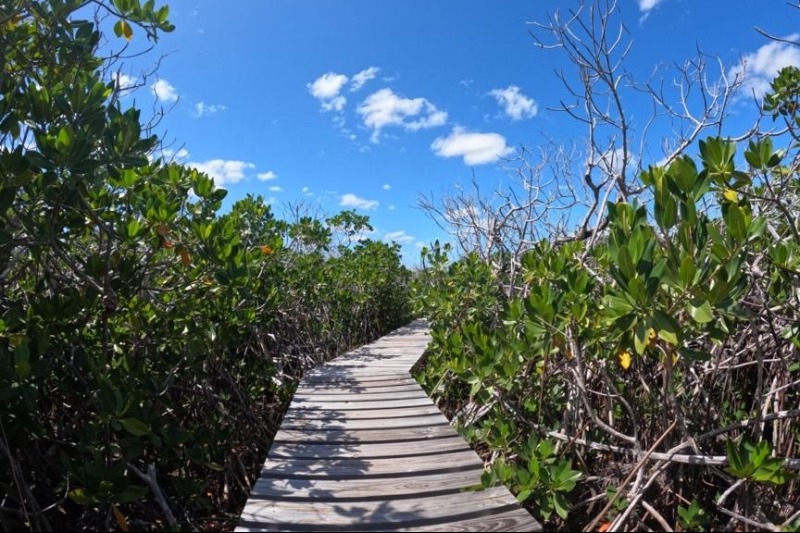 Carnival_ondersteunt_herstel_van_mangrovebossen_in_het_Caribisch_gebied