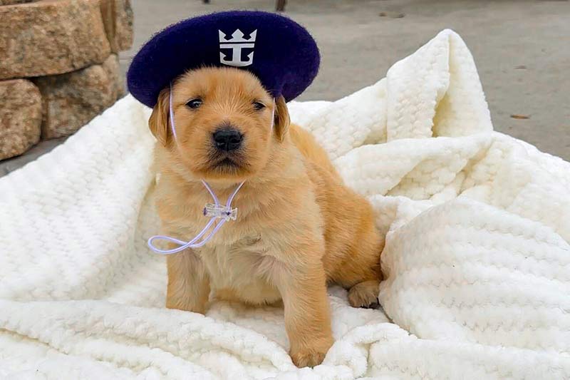 Royal Caribbean presenteert Chief Dog Officer voor nieuw Icon-klasse schip